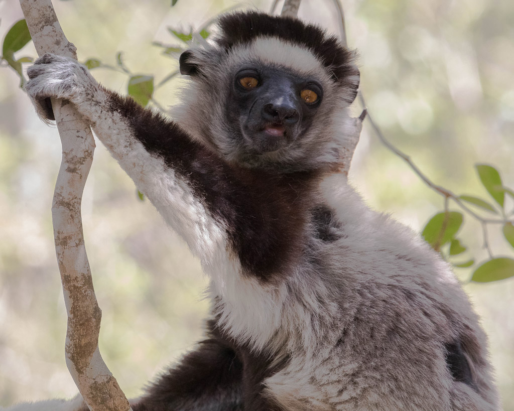 Coquerel's Sifaka