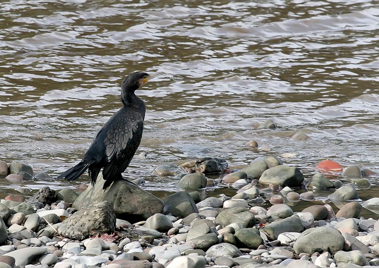 Cormorant