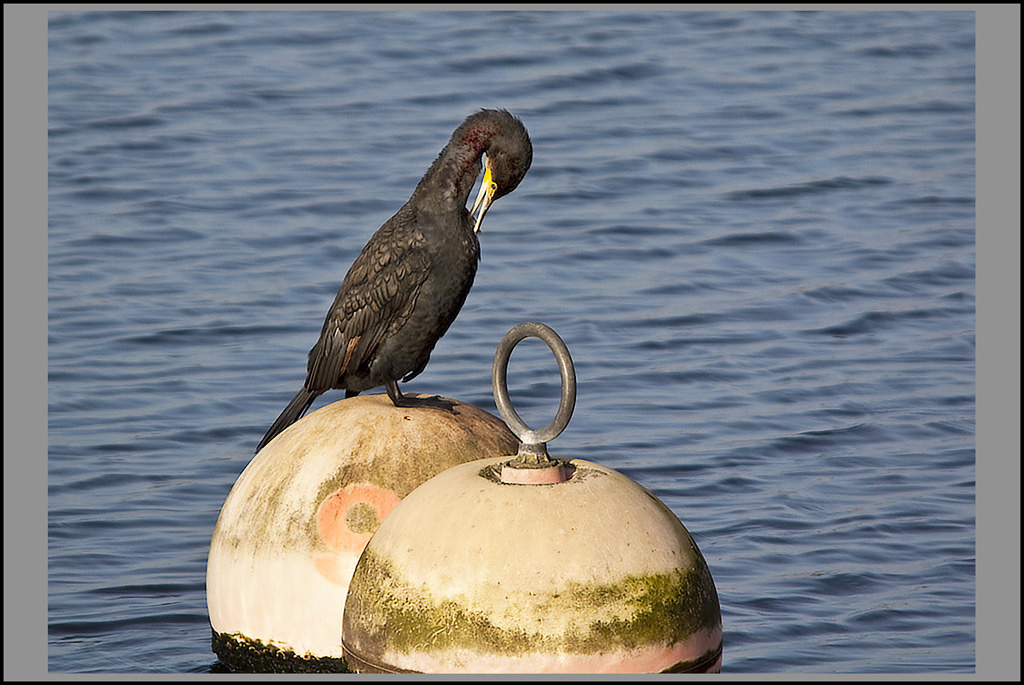 Cormorant