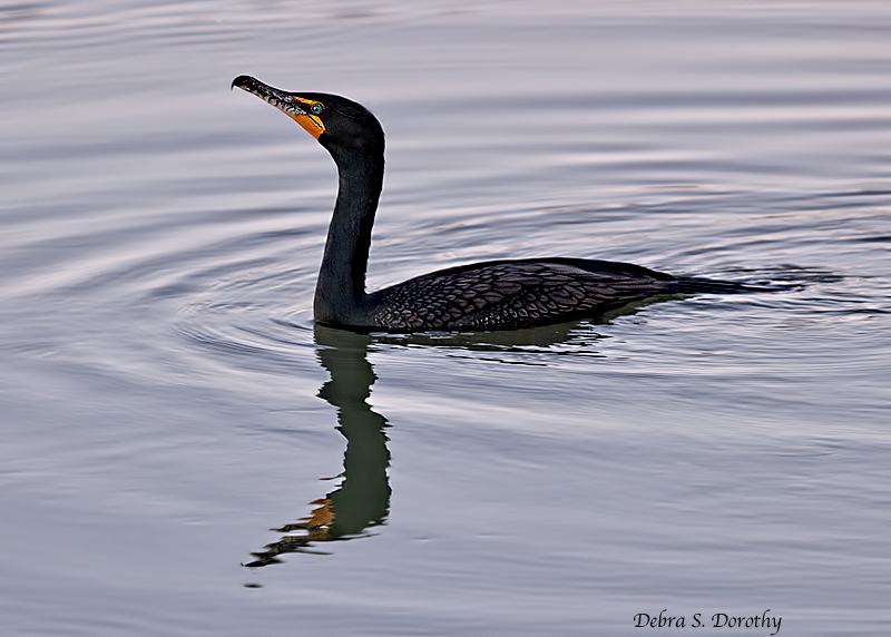 Cormorant