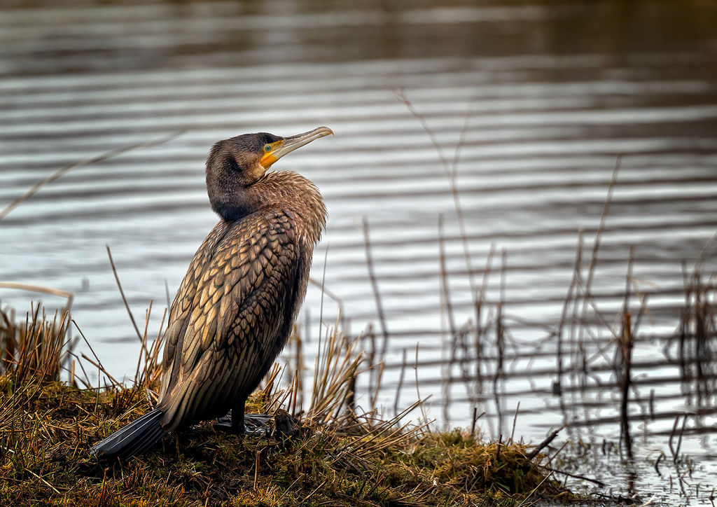 Cormorant