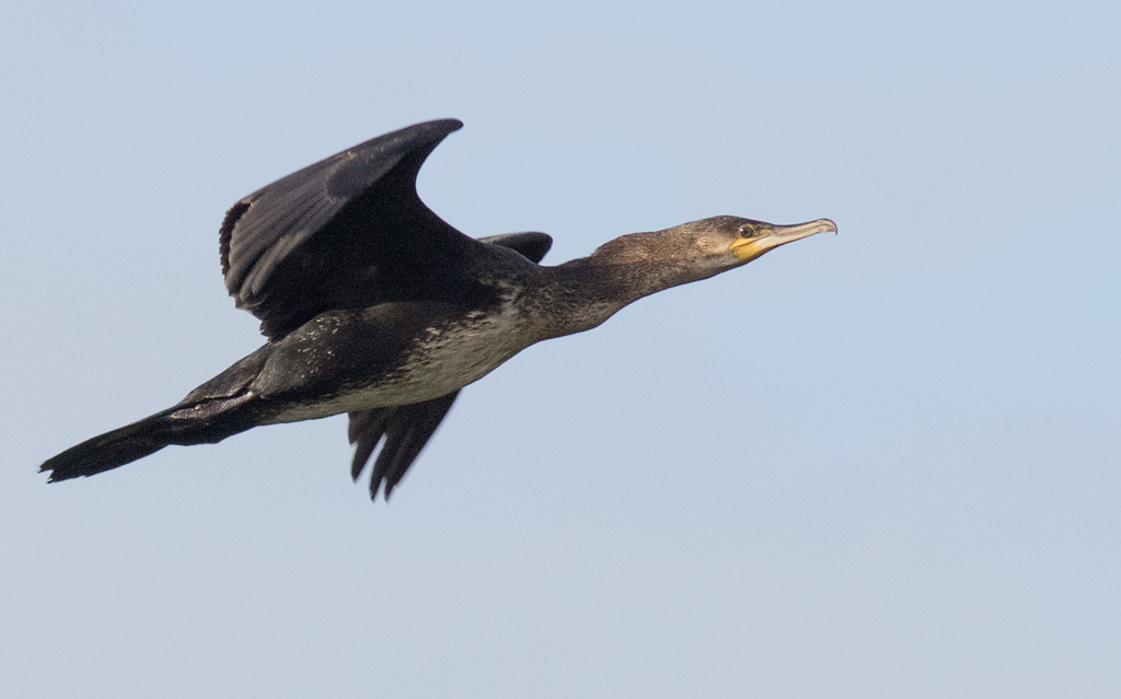 Cormorant