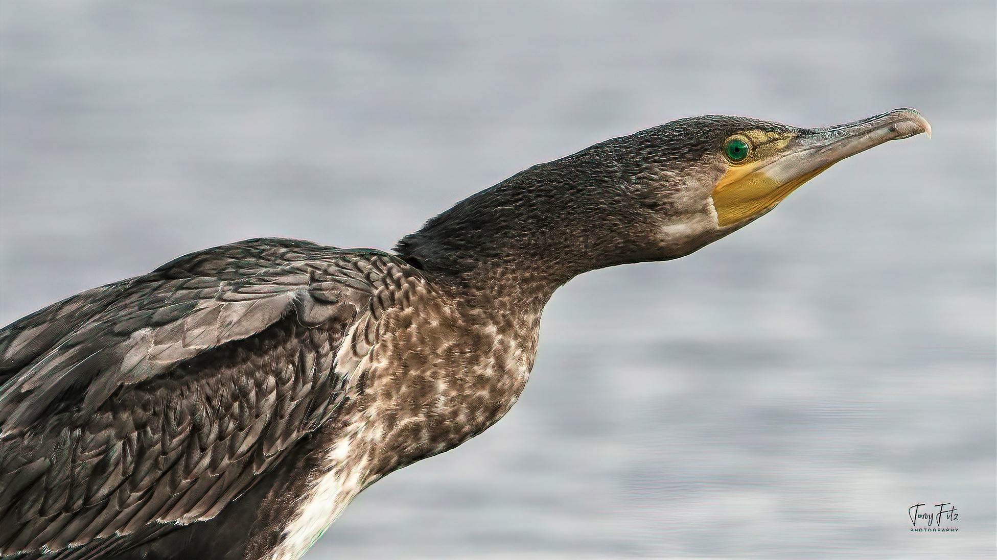 Cormorant