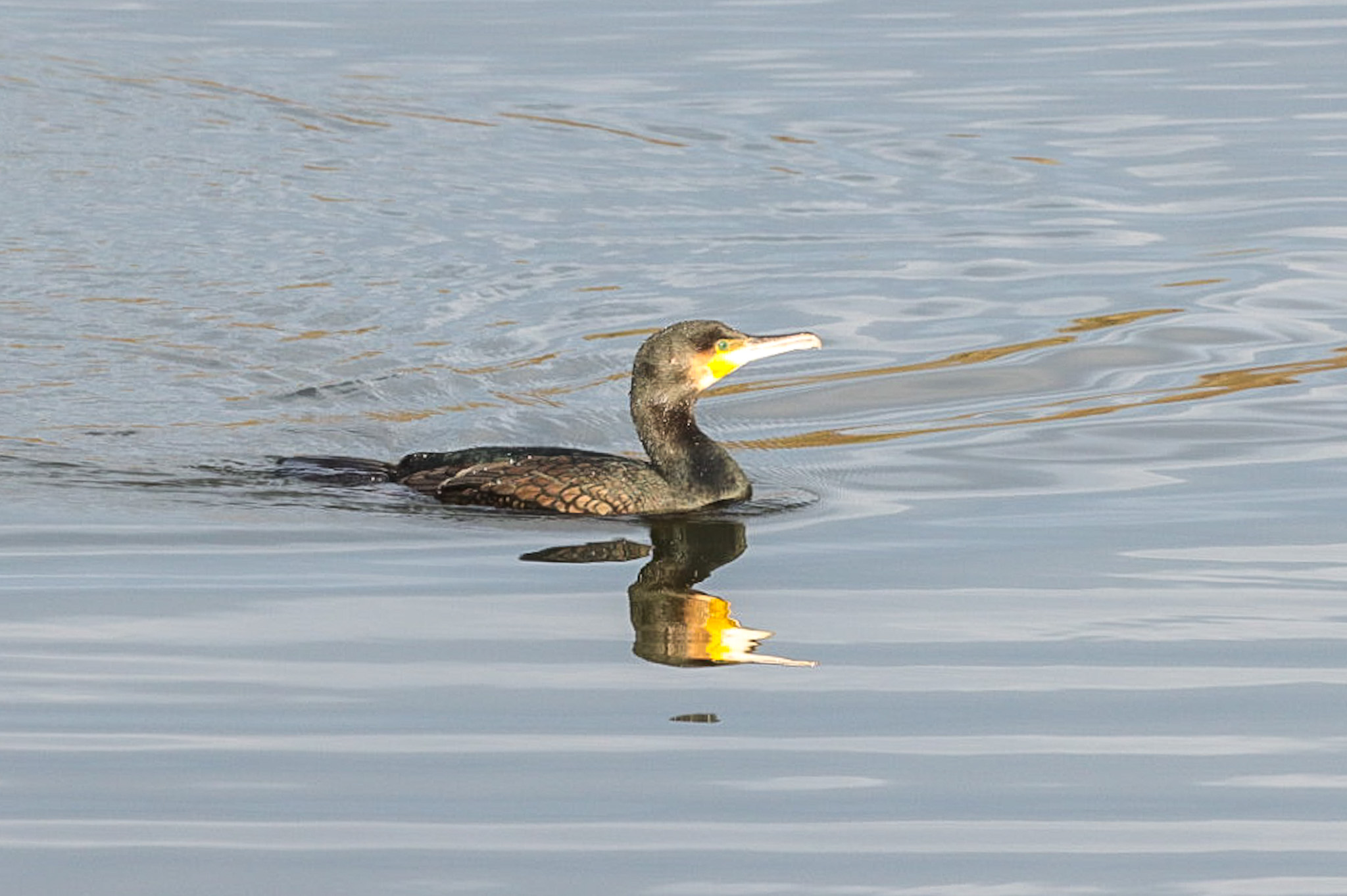 Cormorant