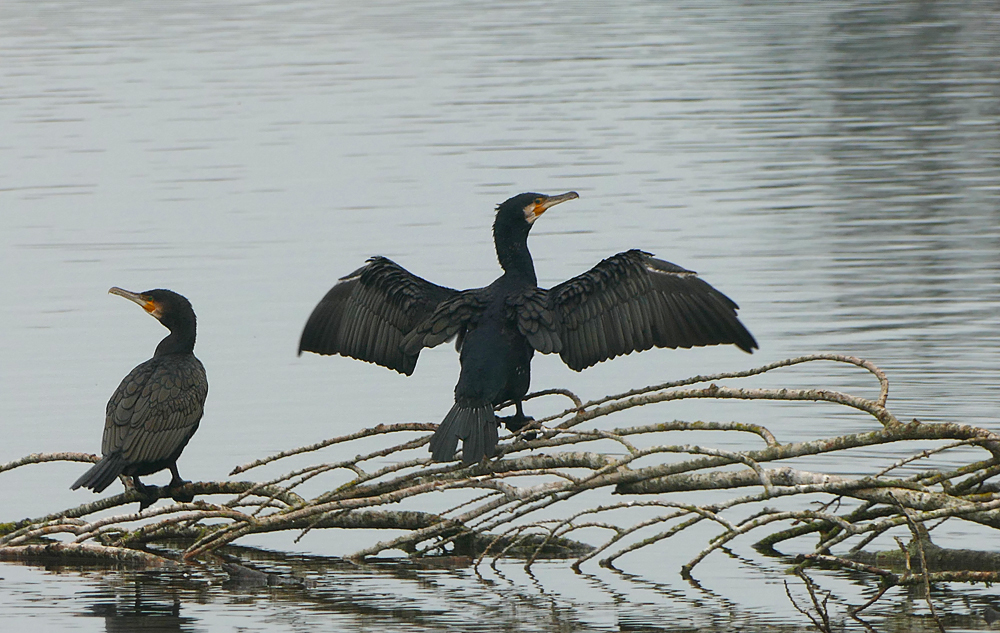 cormorant1.jpg