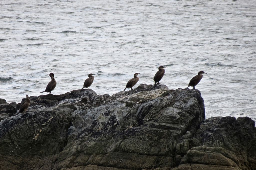 Cormorants