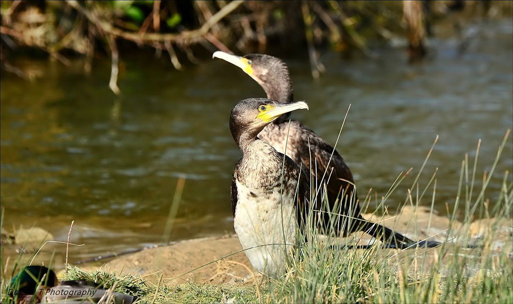 Cormorants