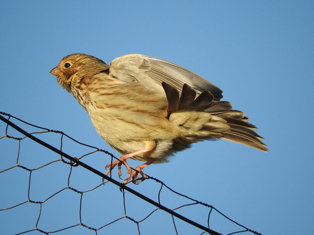 Corn bunting aka Fat Bird