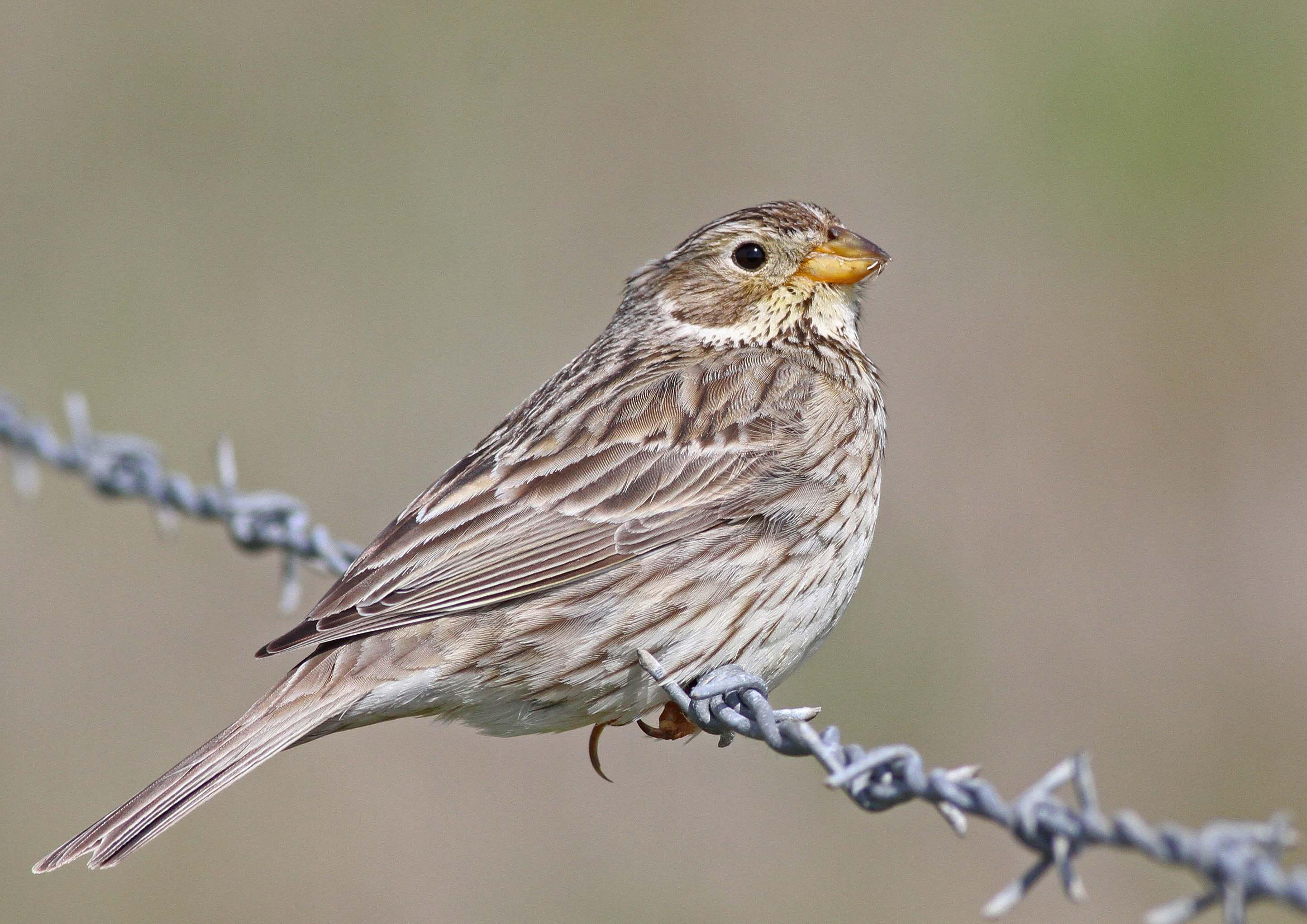 Corn Bunting.JPG