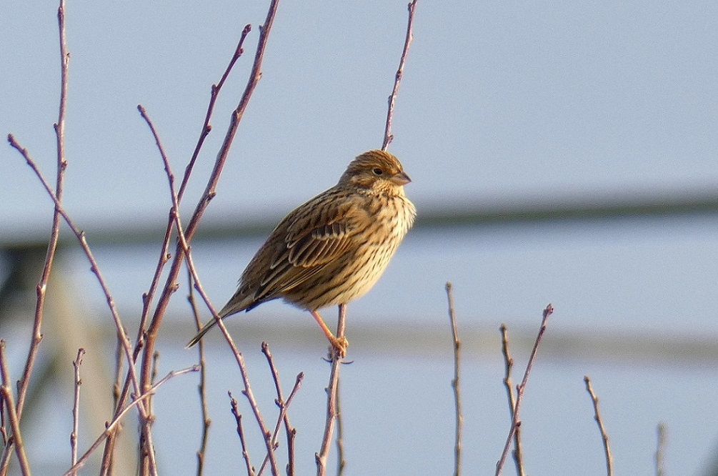 Corn Bunting (Miliaria calandra)