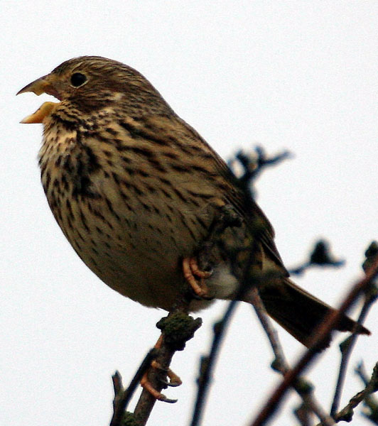 Corn Bunting