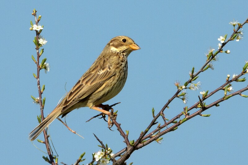 Corn Bunting