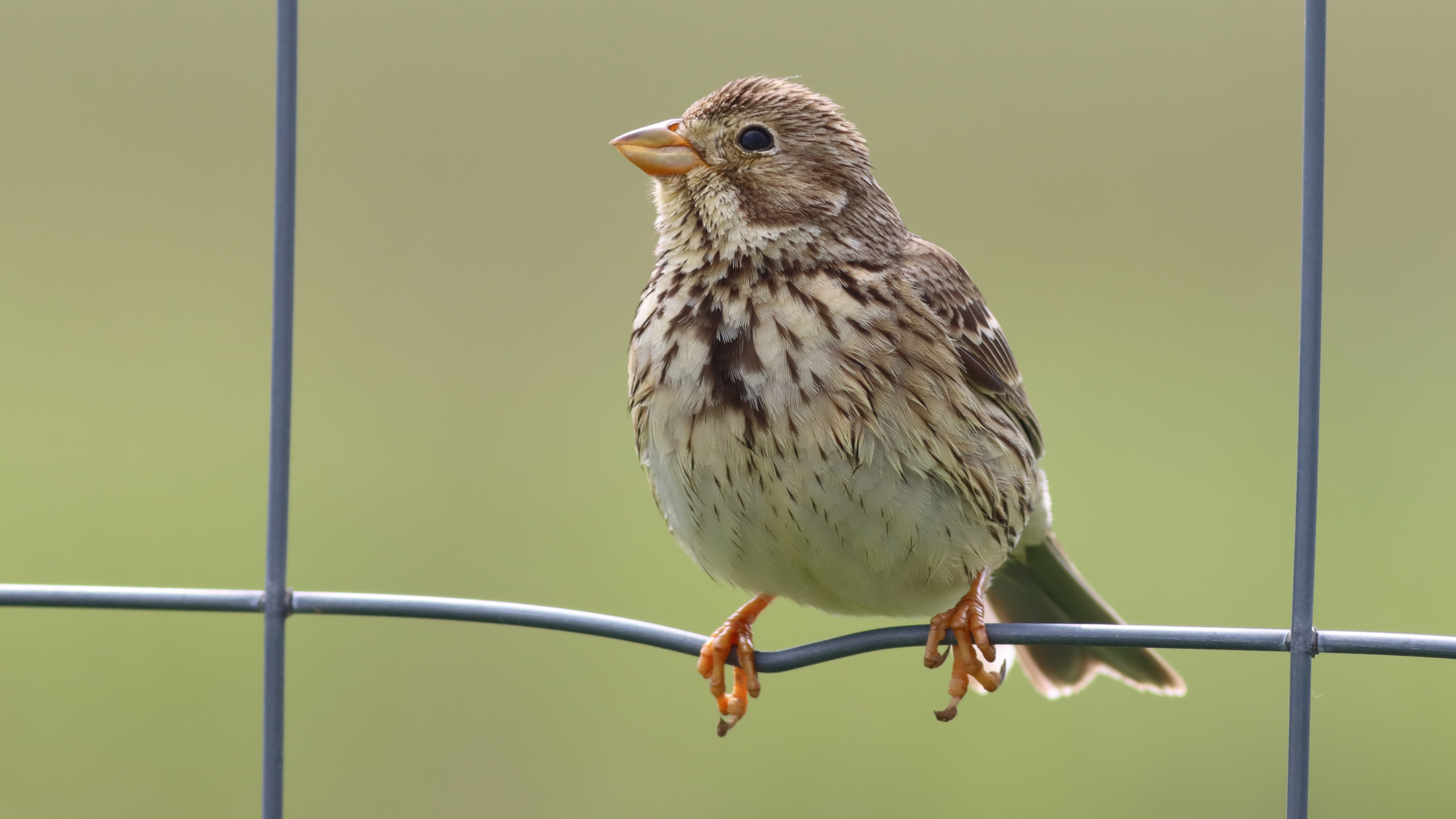 corn bunting