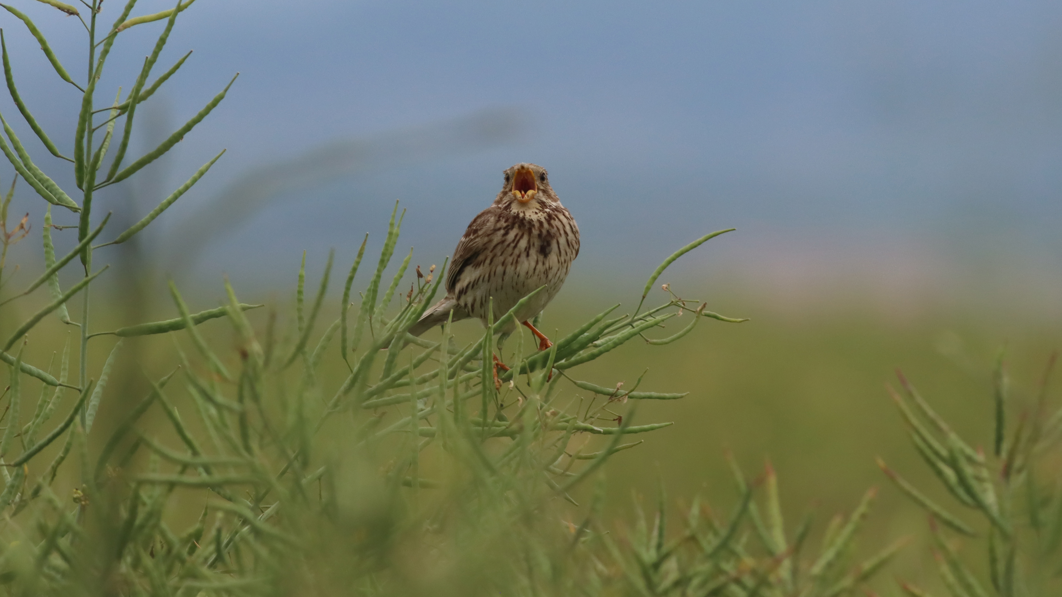 corn bunting