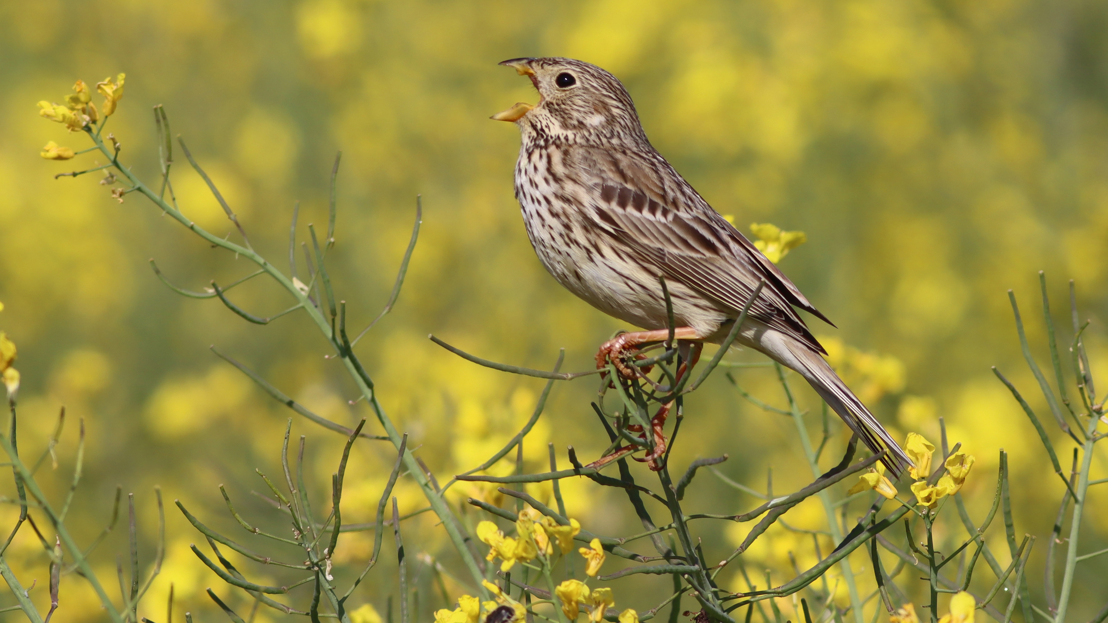 corn bunting