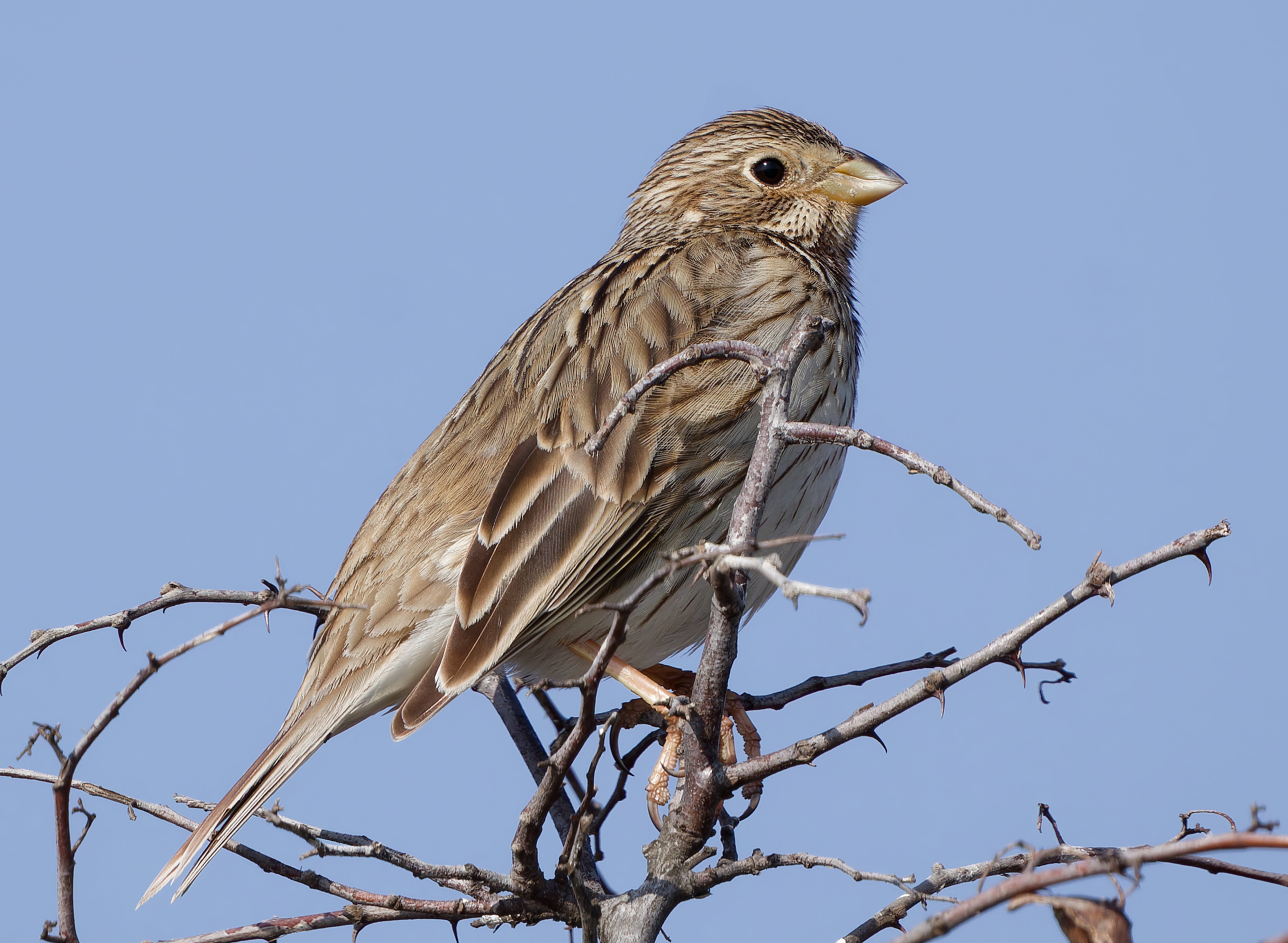 Corn Bunting