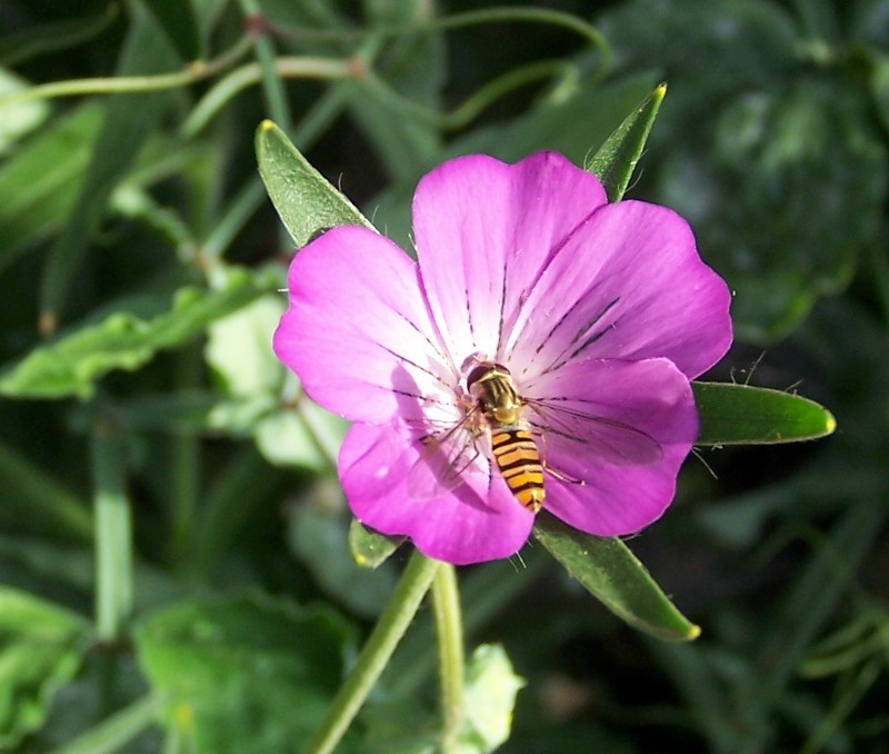 Corncockle &amp; Hoverfly