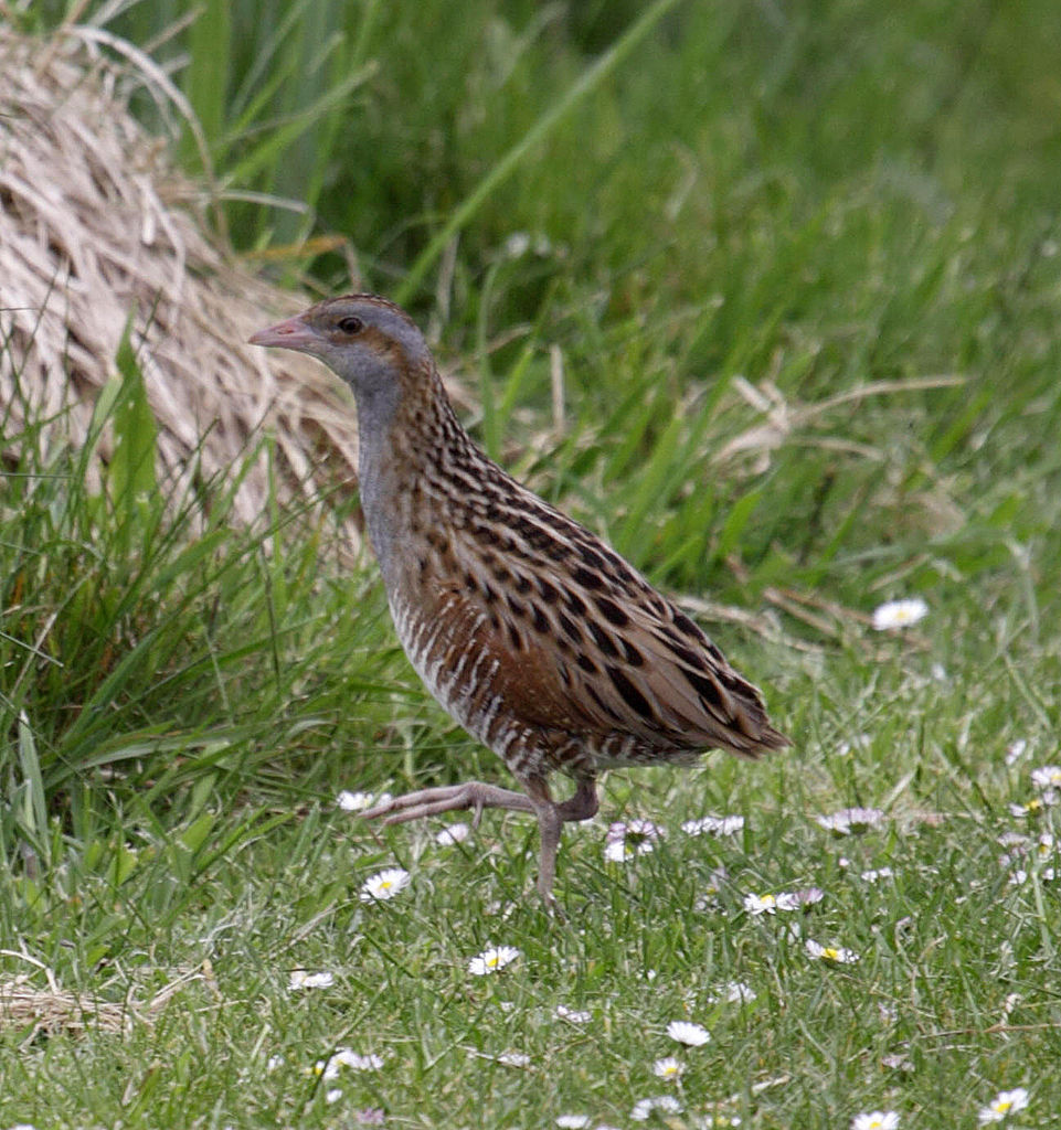 corncrake