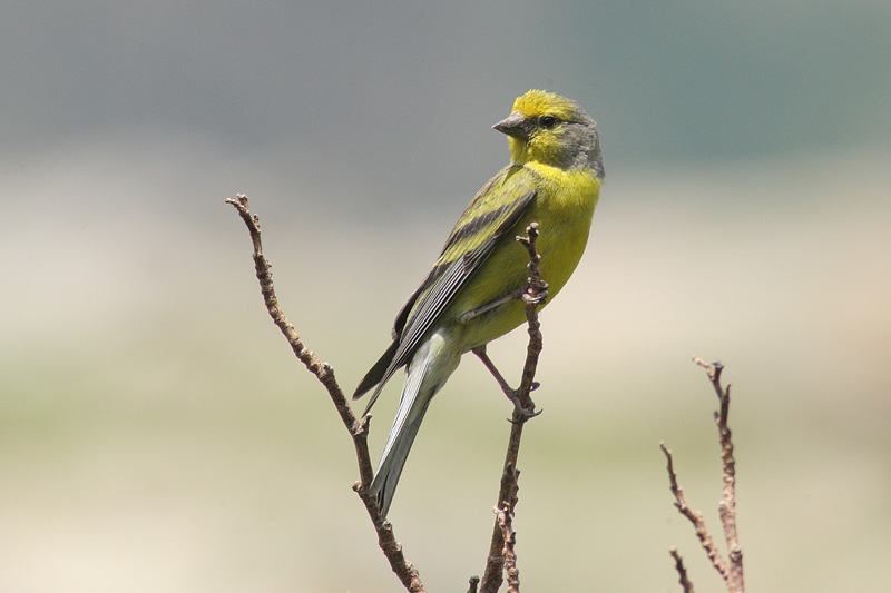 Corsican citril finch