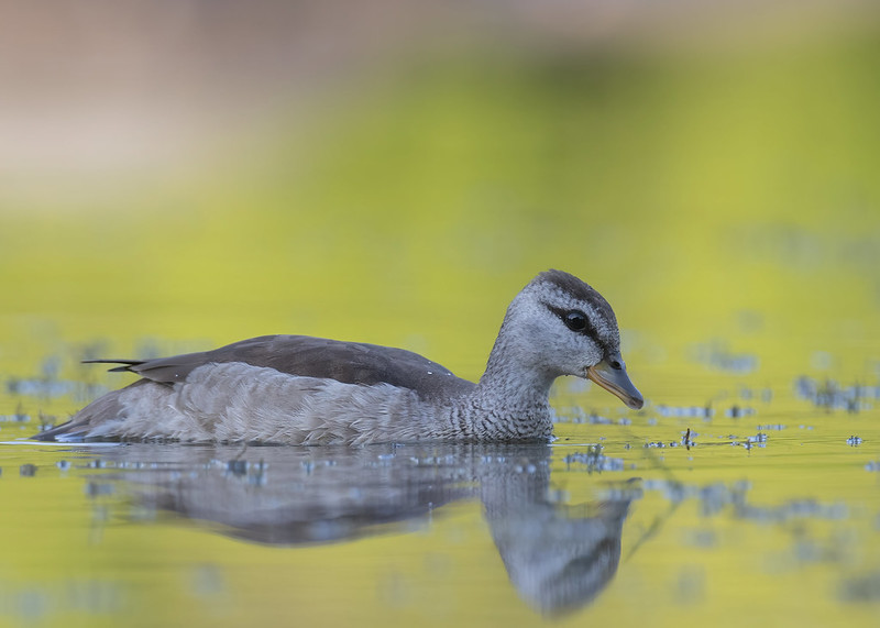 Cotton Pygmy Goose