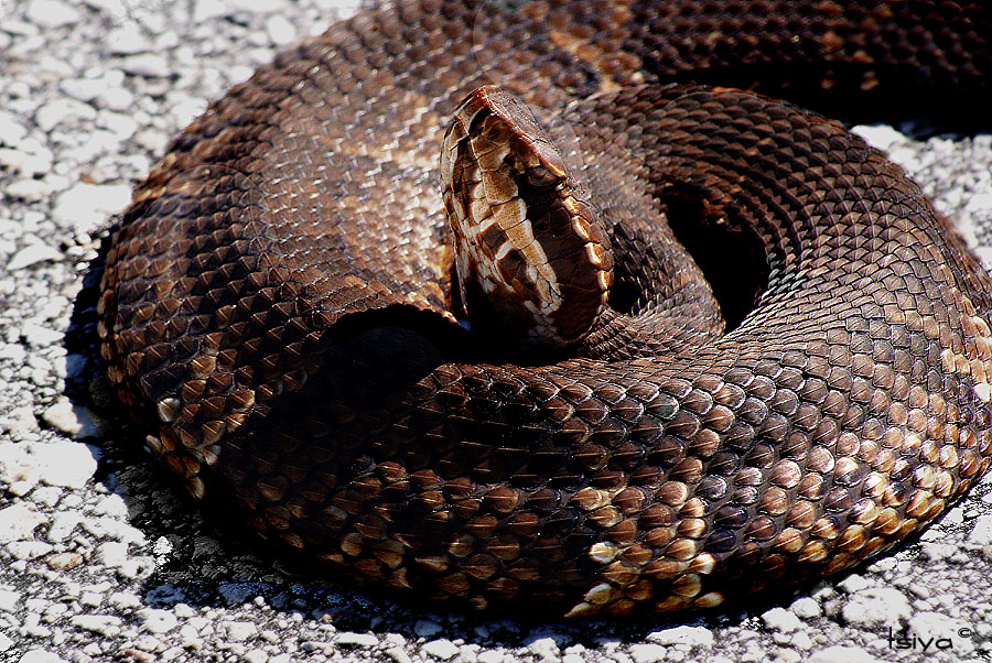 Cottonmouth Mocassin, Agkistrodon piscivorus