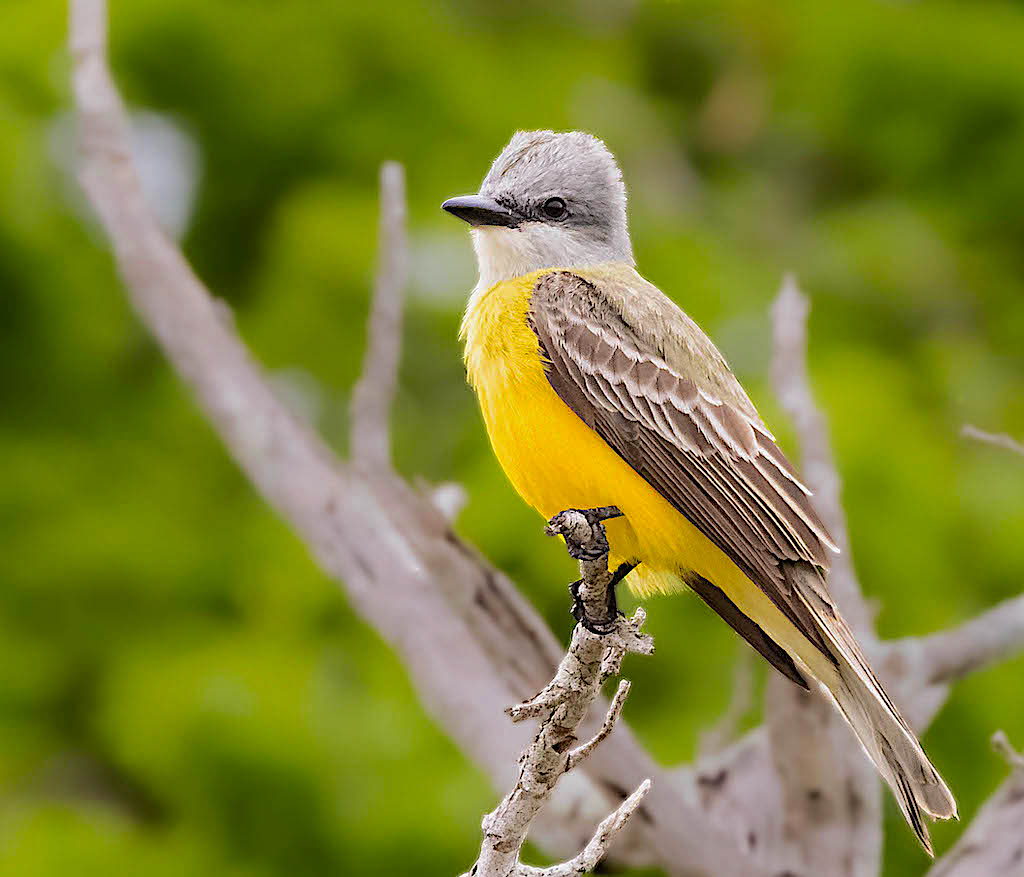 Couch's Kingbird