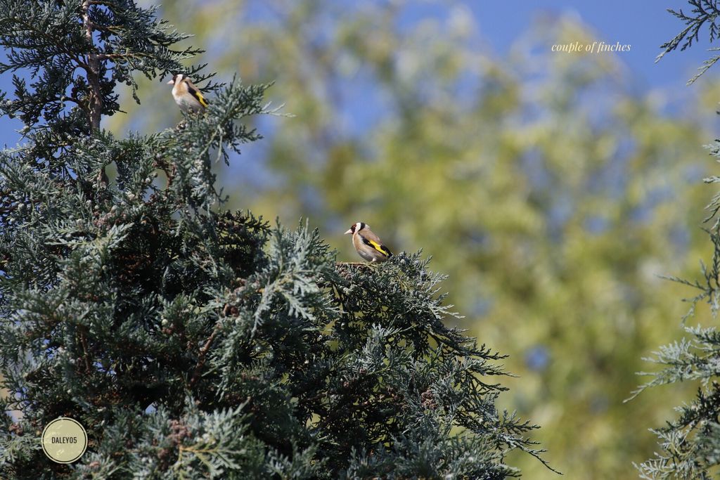 Couple of Finches