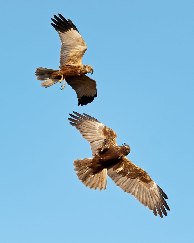Courting Harriers