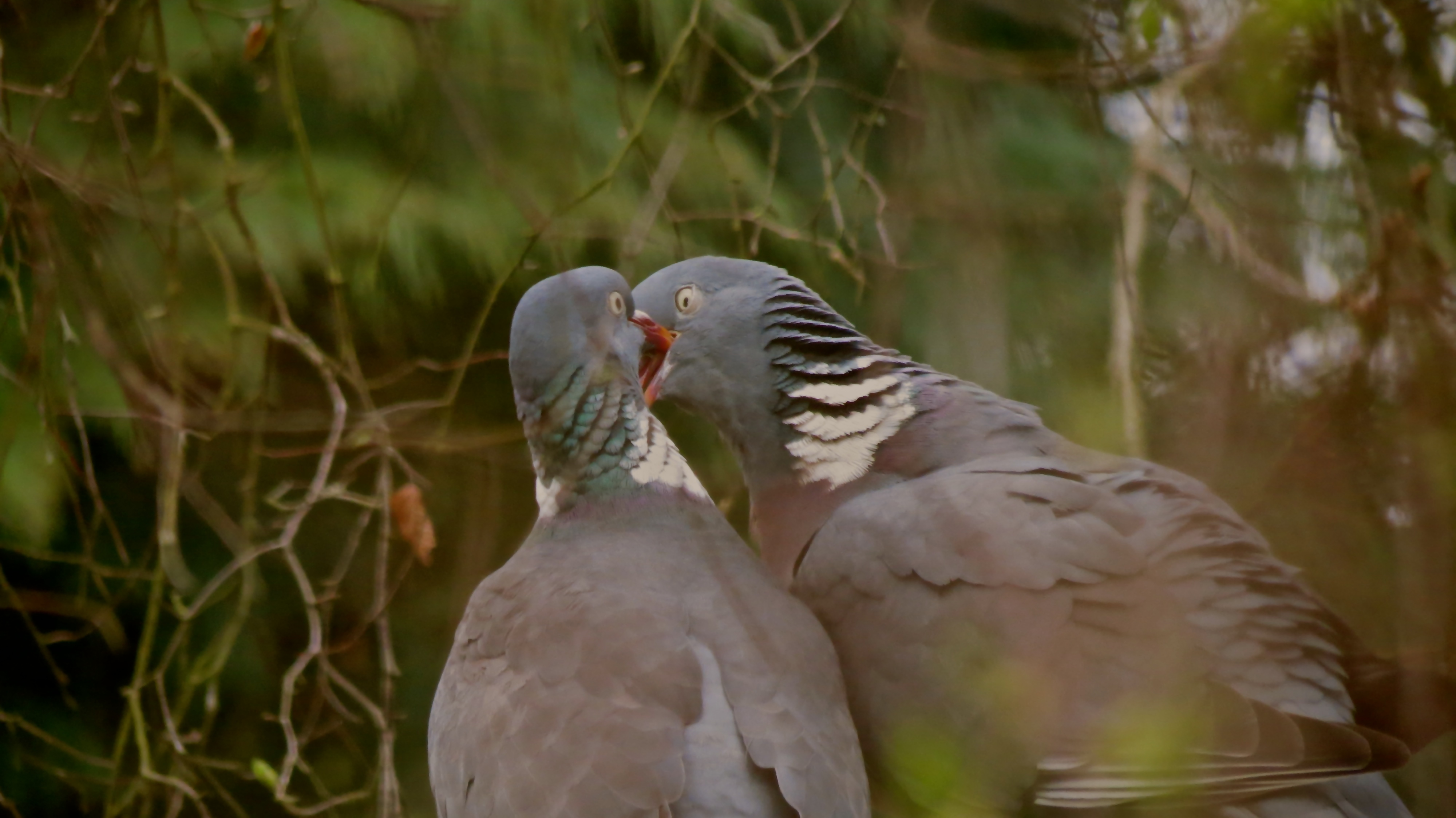 Courtship