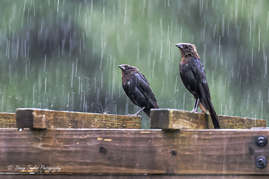 Cowbirds braving the rain