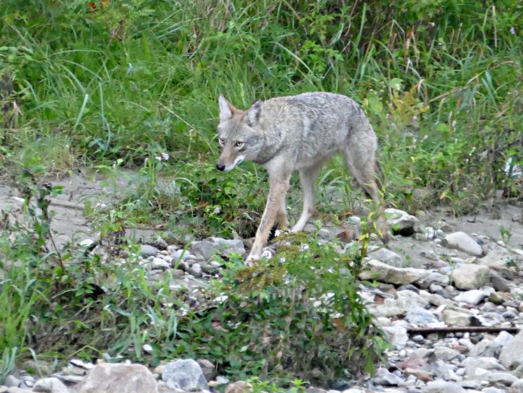 coyote