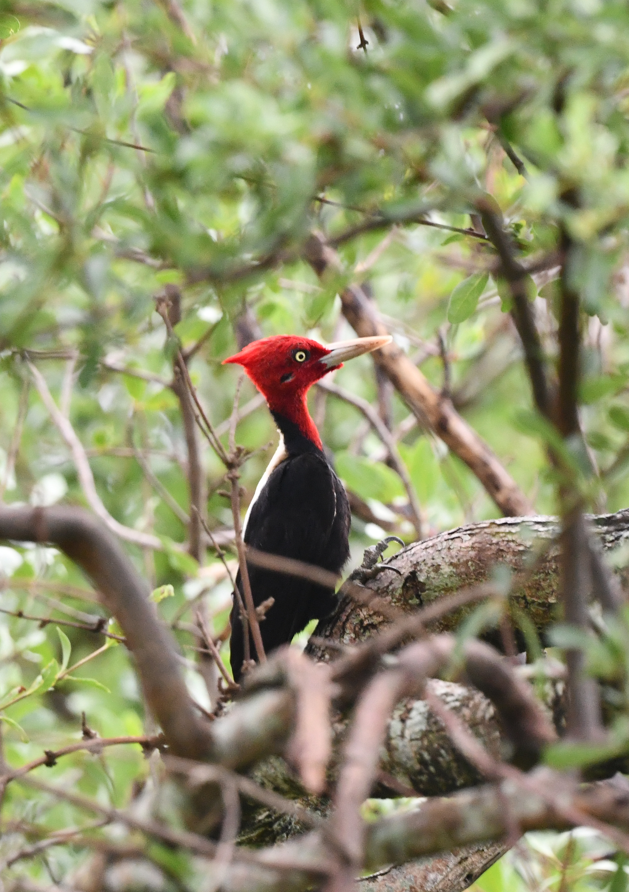 Cream-backed Woodpecker