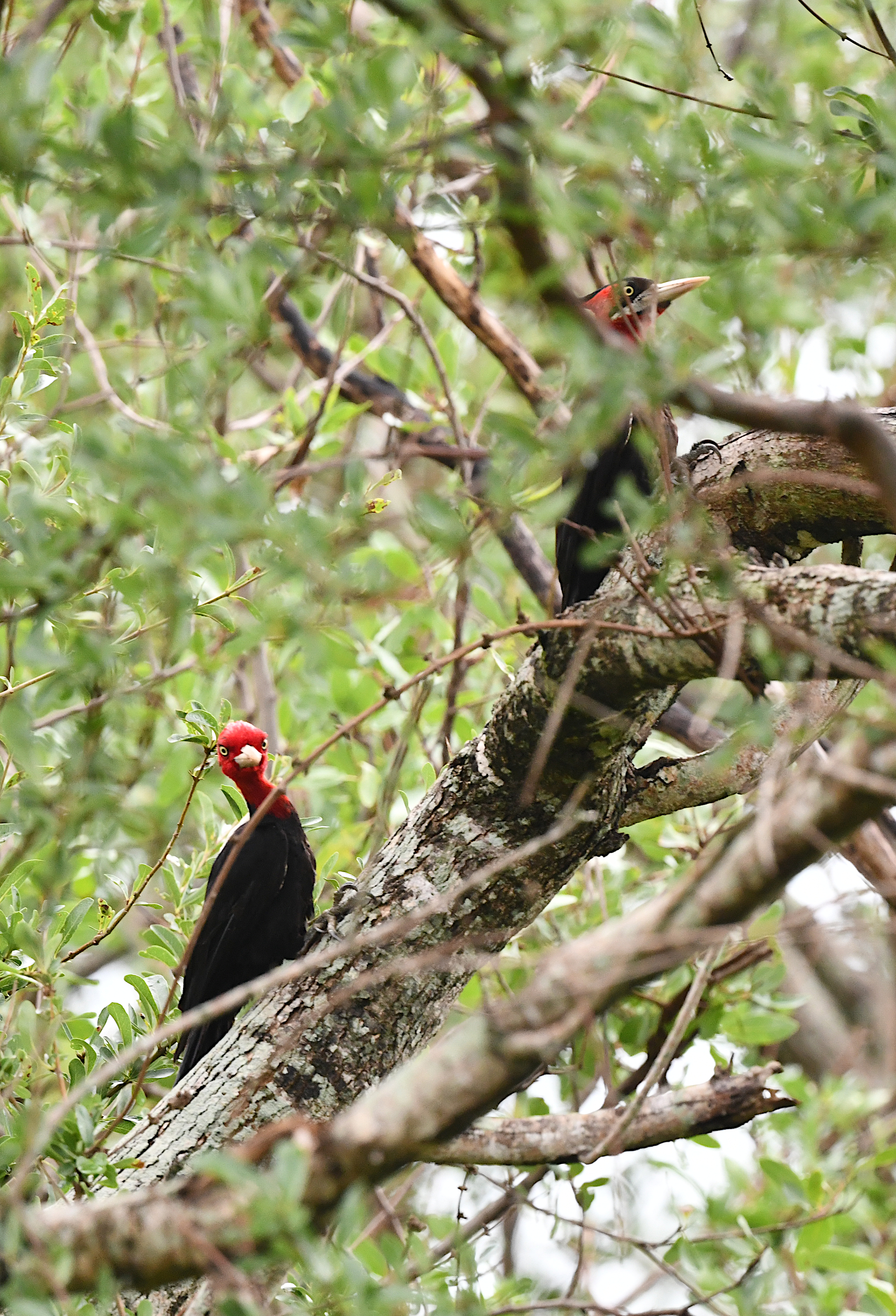 Cream-backed Woodpecker