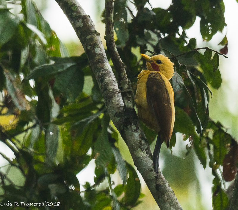 Cream-colored Woodpecker