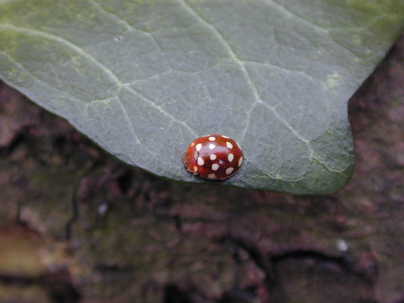 Cream-spot Ladybird