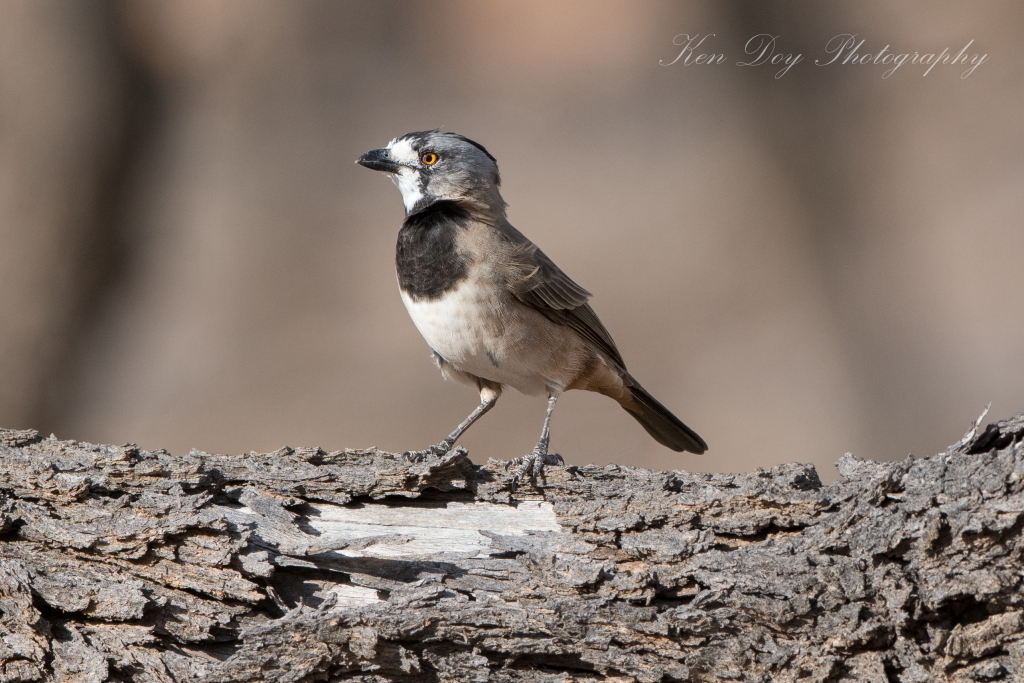 Crested Bellbird ( Male )