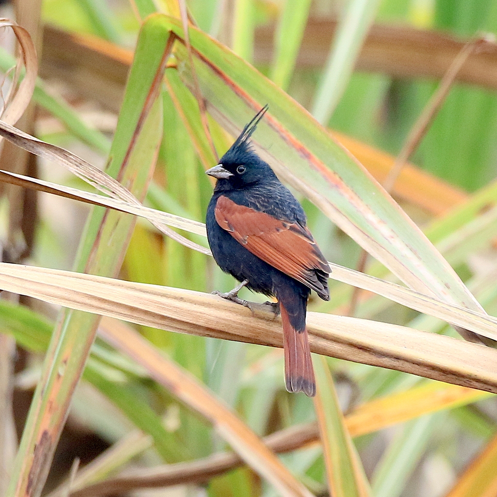 Crested Bunting