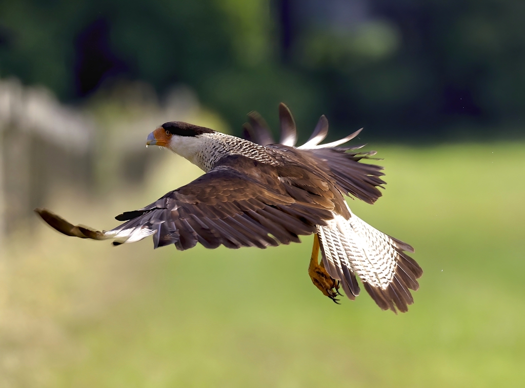 Crested Caracara taking off.jpg