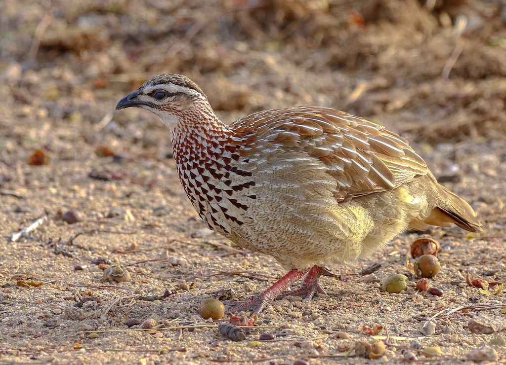 Crested Francolin