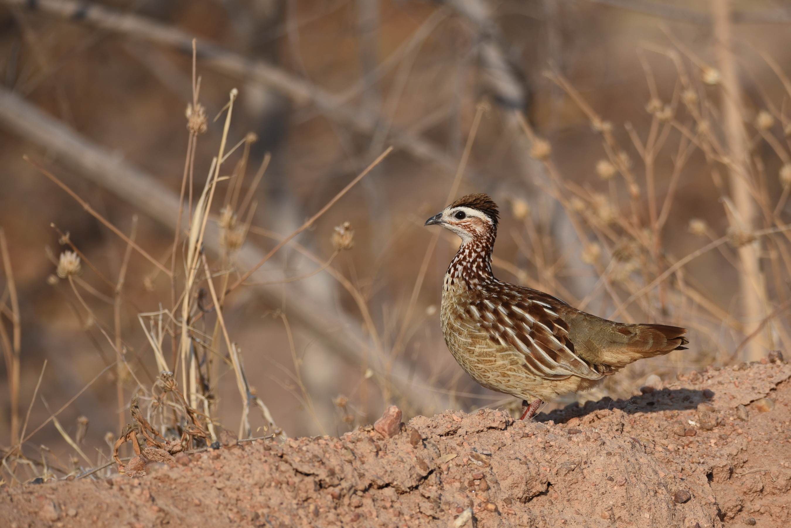 Crested Francolin