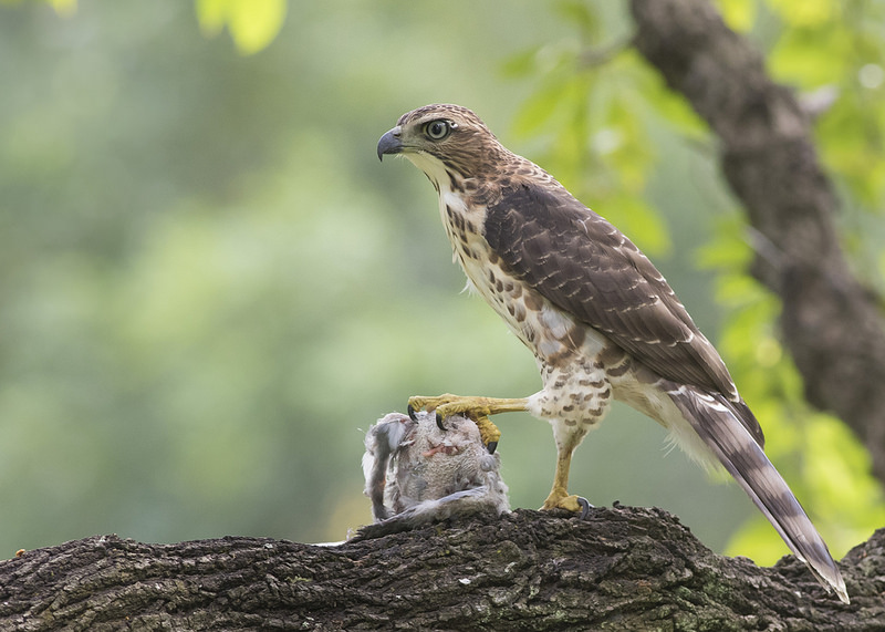 Crested Goshawk