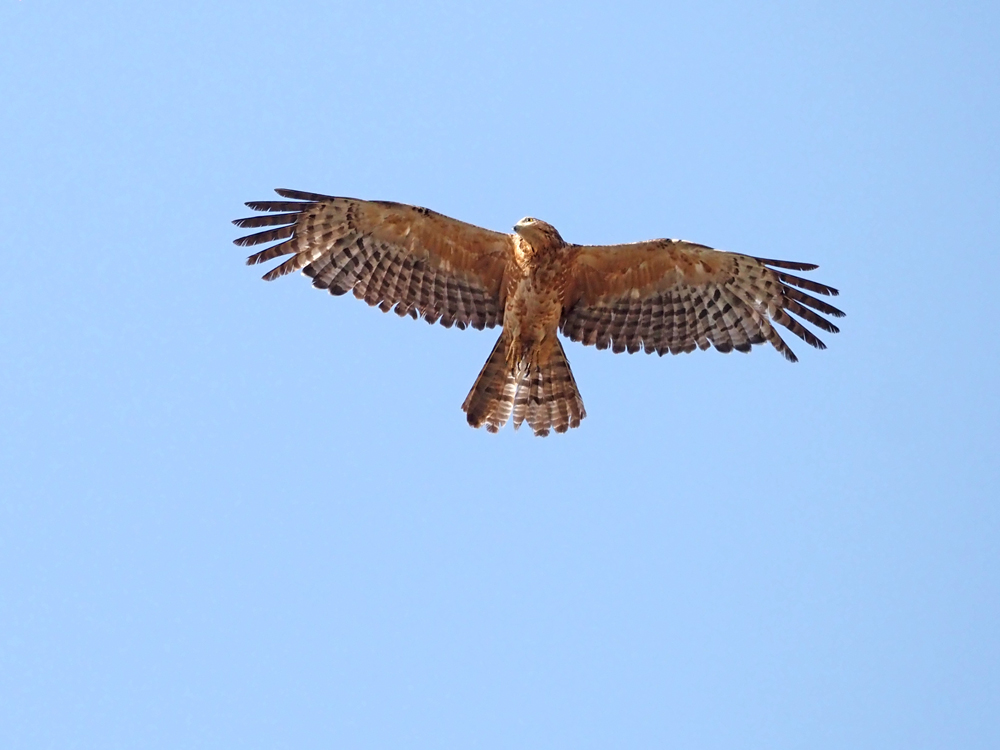 crested honey buzzard