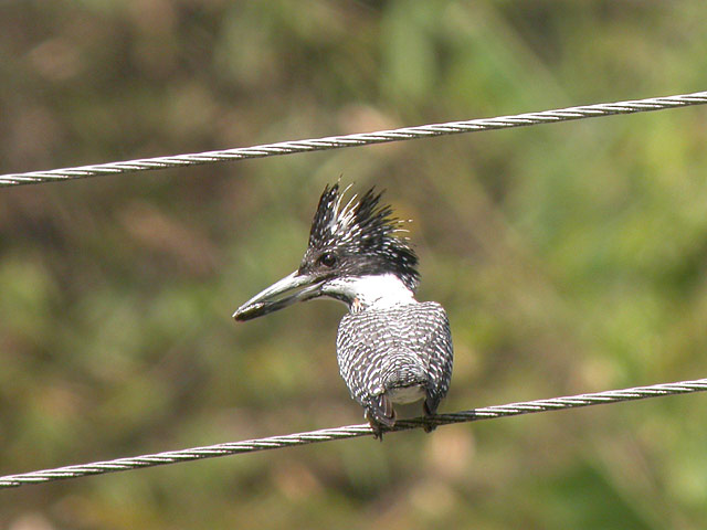 Crested Kingfisher