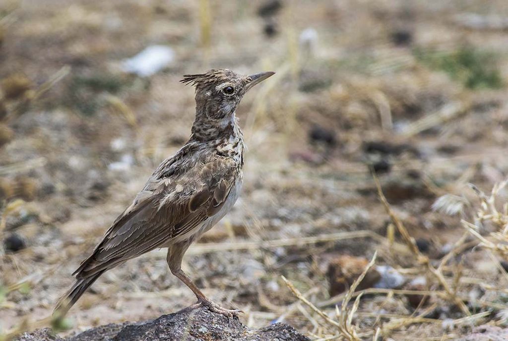 Crested Lark / Galerida cristata