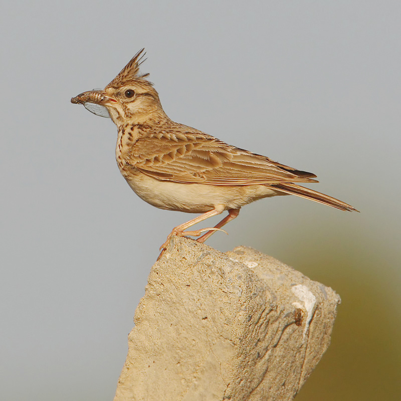 Crested lark