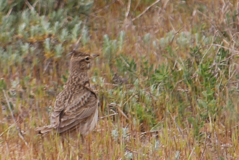 Crested lark