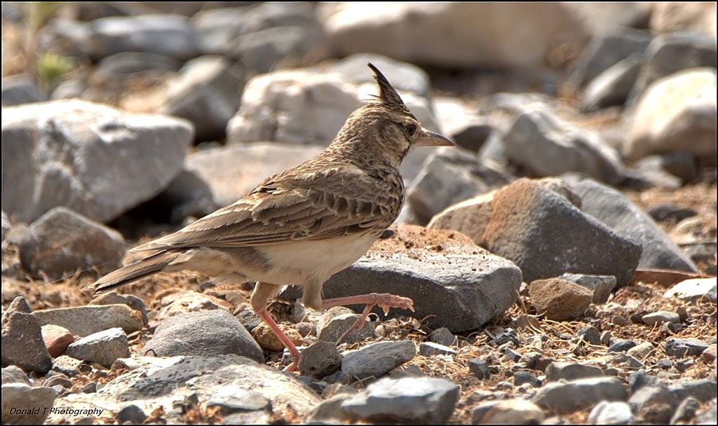 Crested Lark