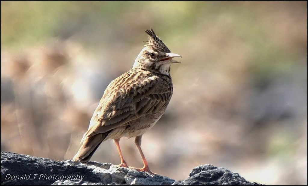 Crested Lark