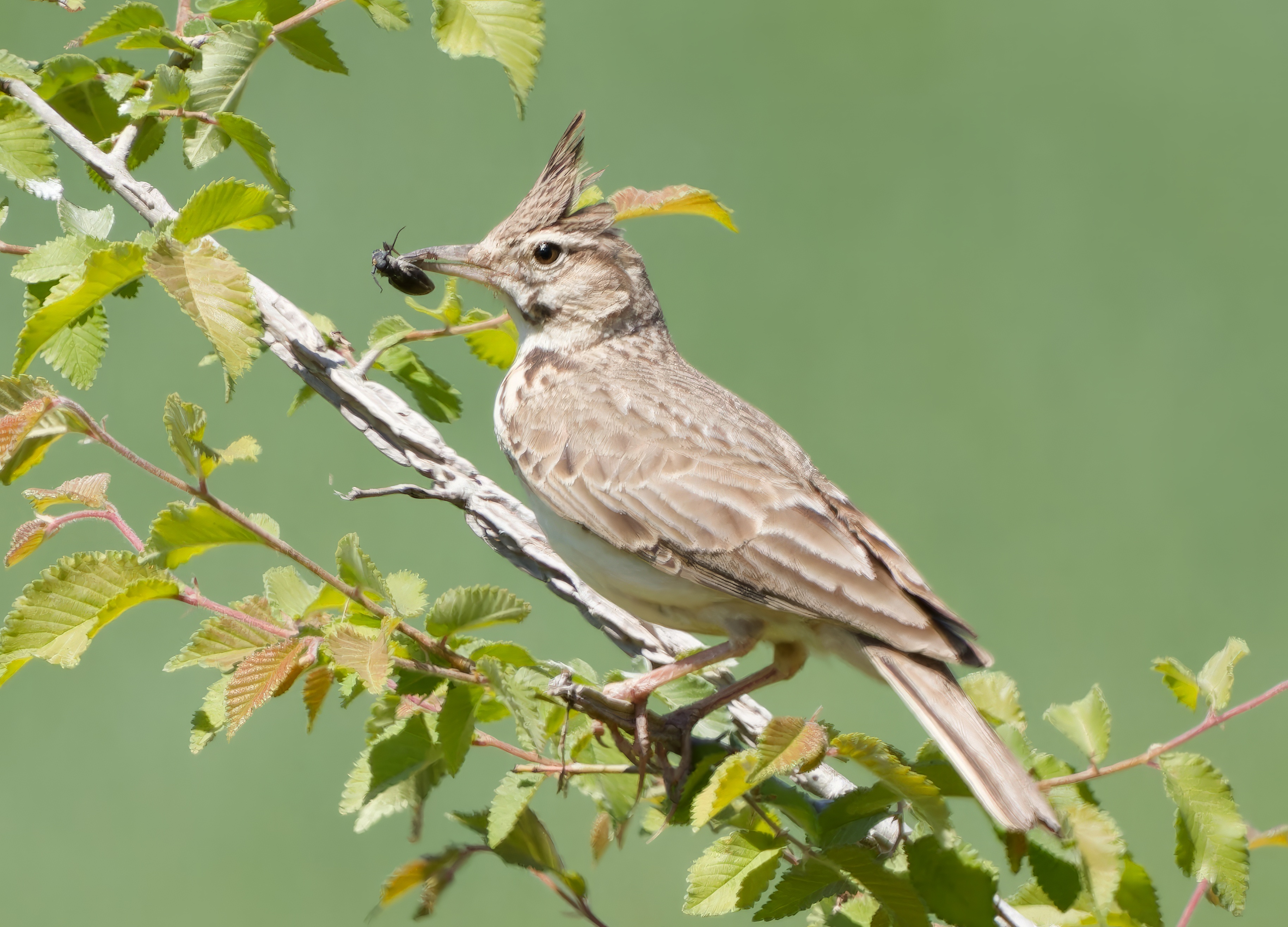 Crested lark