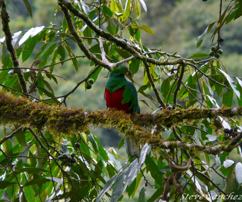 Crested Quetzal